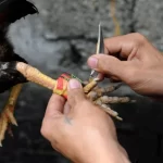 Đá gà cựa dao