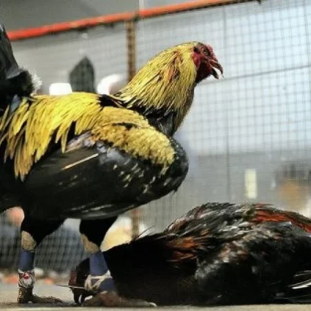 Đá gà cựa sắt – Tìm hiểu về bộ môn, các giống gà phổ biến