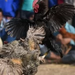 Gà đá đòn độc